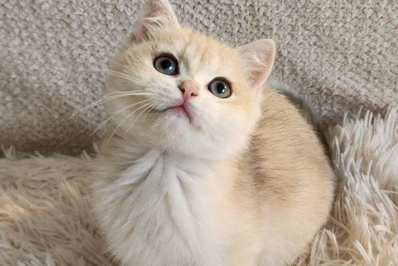 Sonic British Shorthair male, blue golden chinchilla