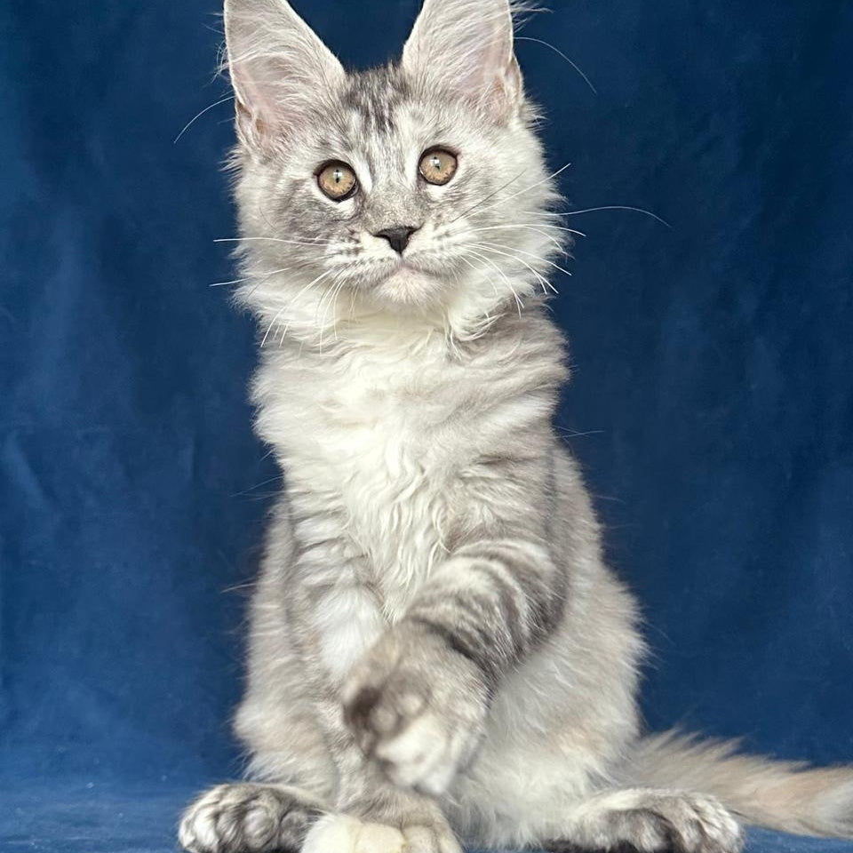 Liya Maine Coon polydactyl 6x6x6x6 female, black tortie silver ticked tabby