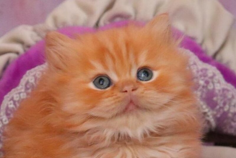 Bow British Longhair male red live animals