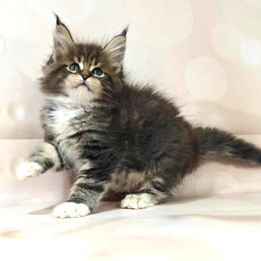 Business Maine Coon female, black tabby with white