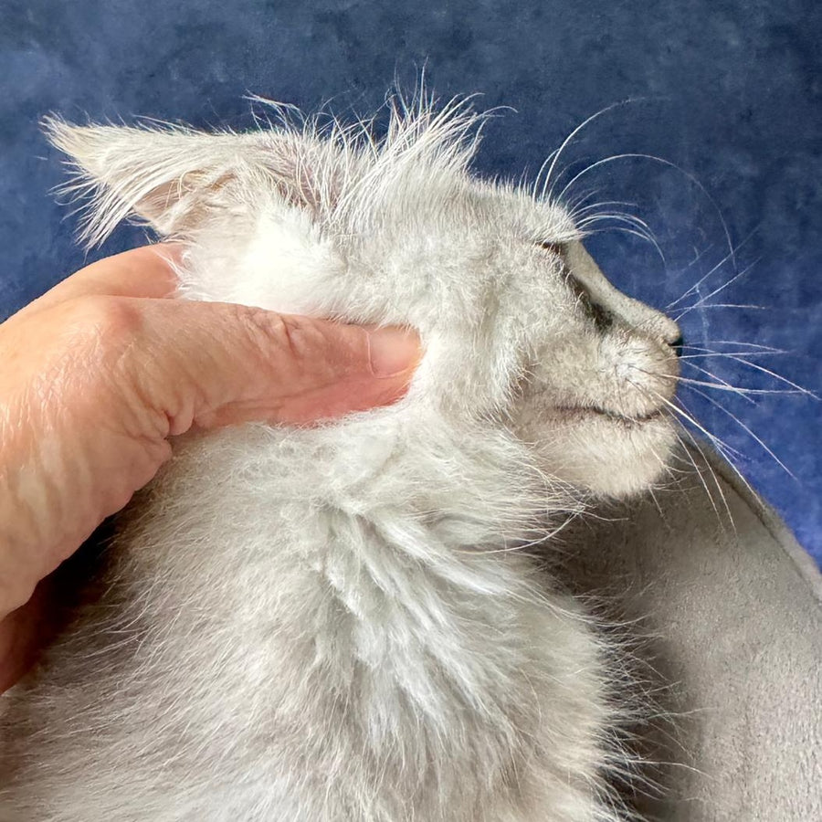 Yankee Maine Coon male, black silver