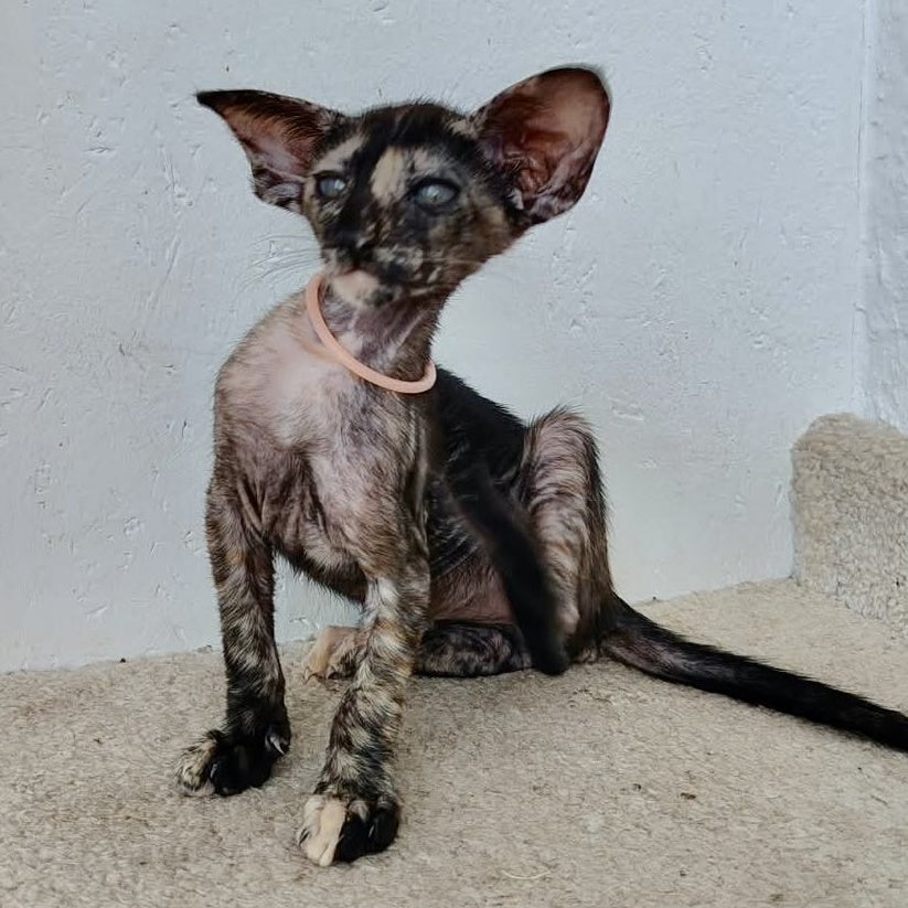 Baby Oriental Shorthair female, black tortie