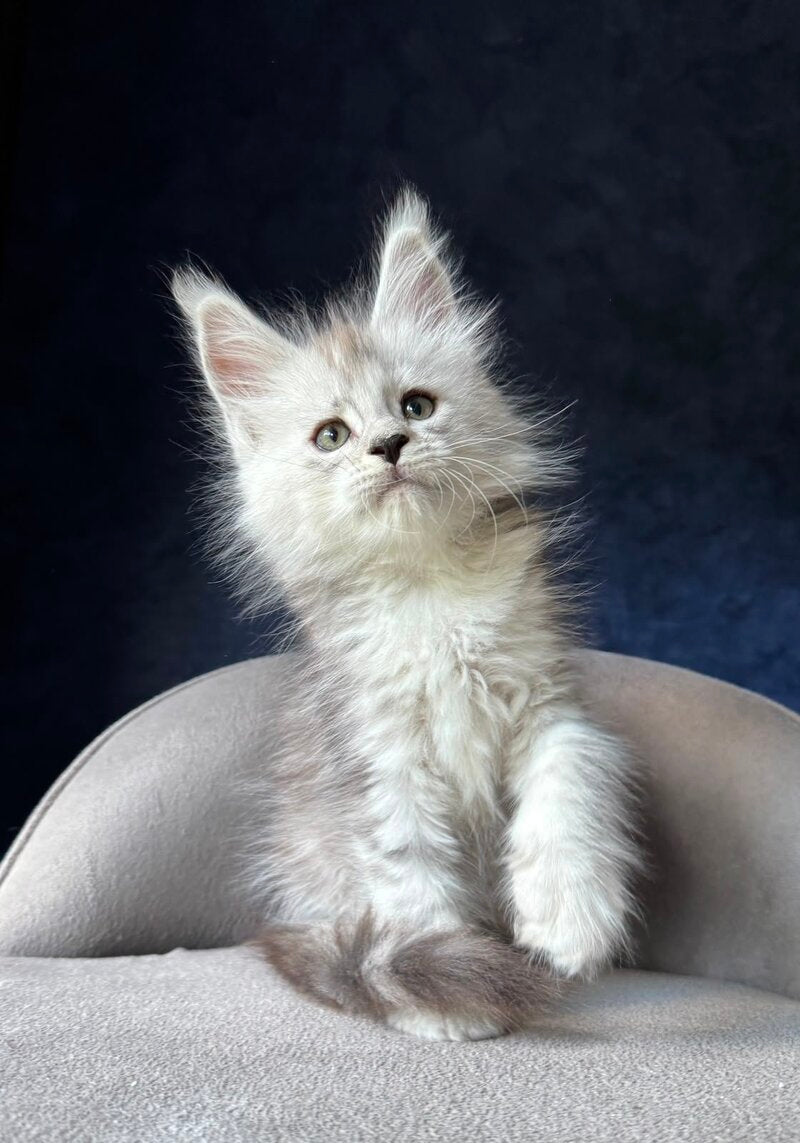 Imp Maine Coon male, black silver spotted tabby