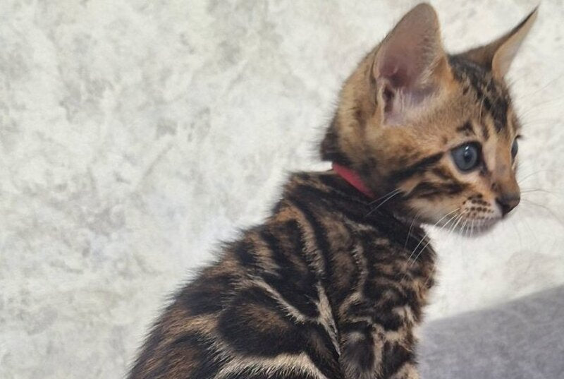 Grey Bengal male, black spotted tabby