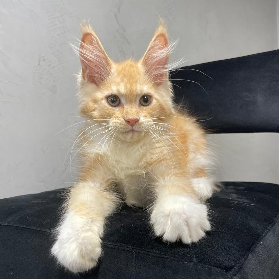 Nikita Maine Coon male, red silver with white