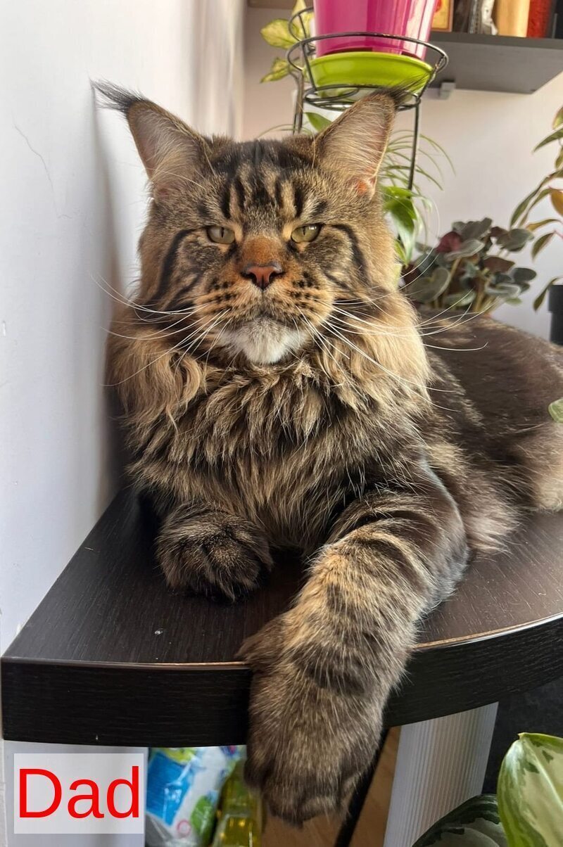 Caesar Maine Coon male, black tabby