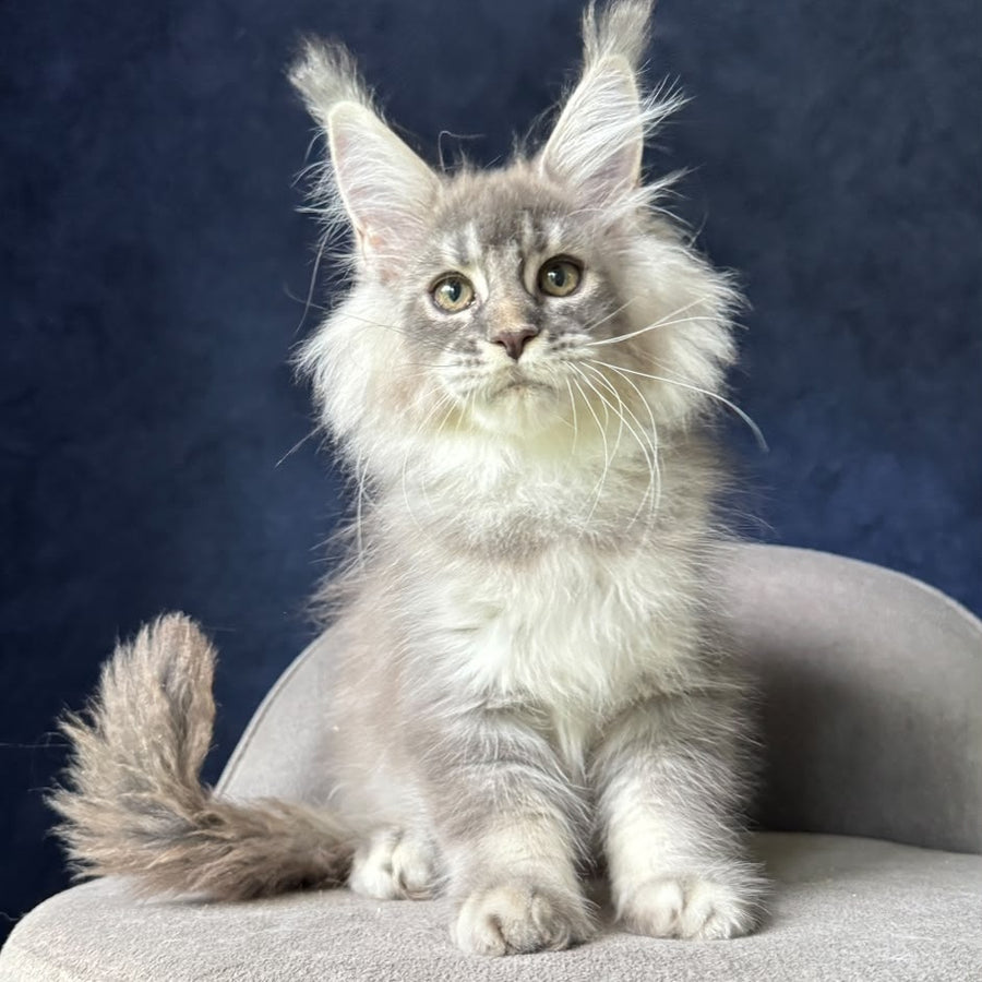 Henrietta Maine Coon female, blue silver ticked tabby