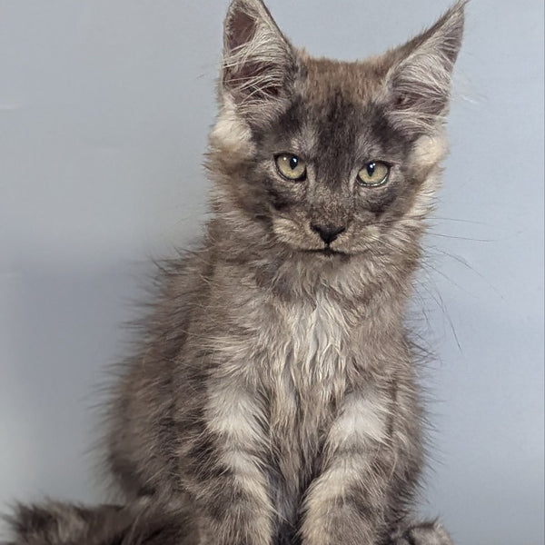 Krys Maine Coon male, black silver
