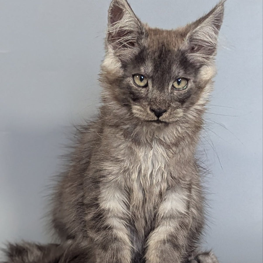 Krys Maine Coon male, black silver