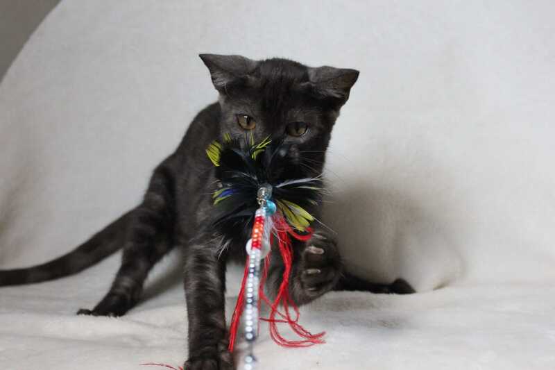 Ponti Bengal male, black silver