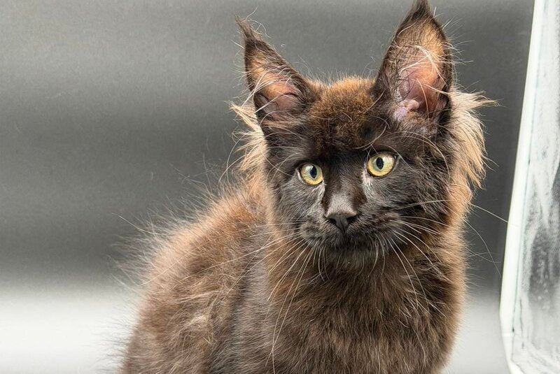 Frank Maine Coon male black - live animals