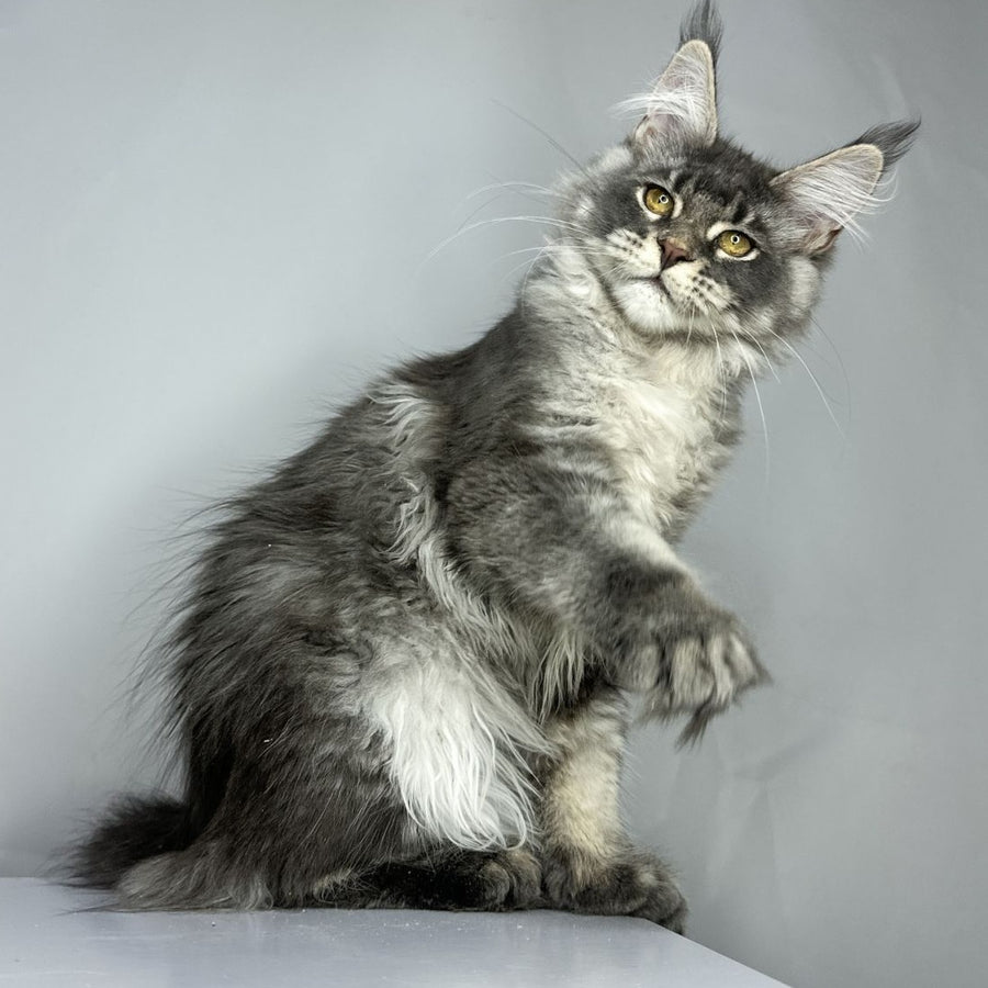 Bekka Maine Coon female, blue ticked tabby