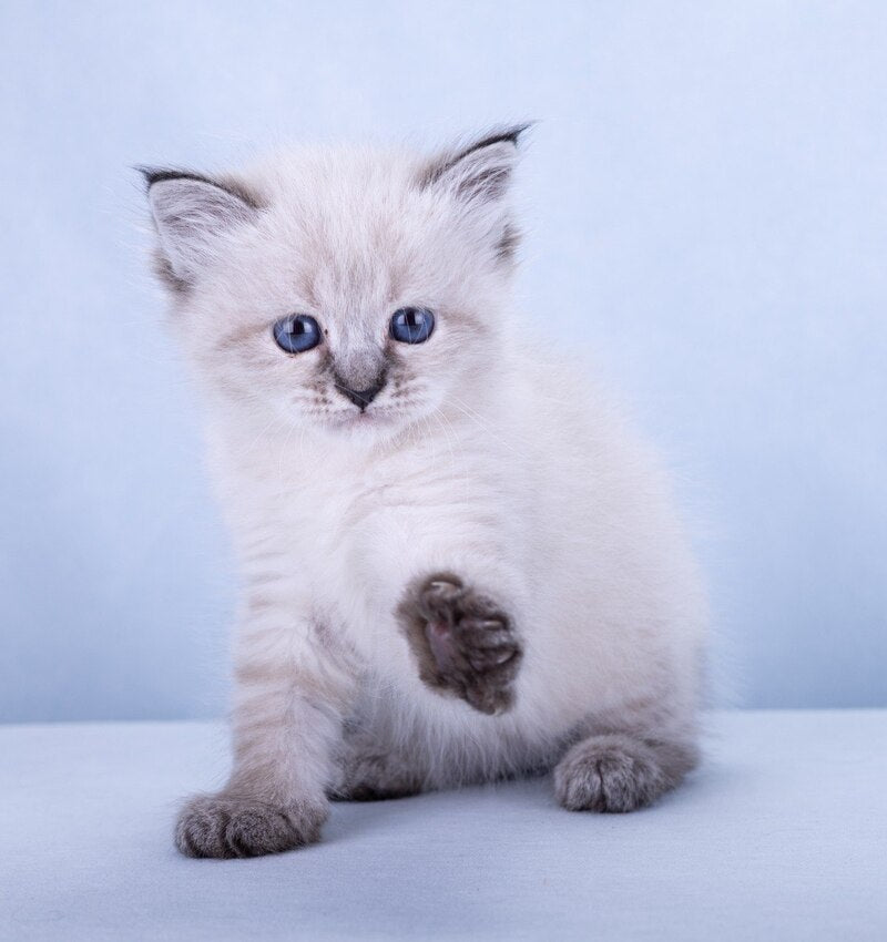 Ivi Siberian female, black tabby pointed