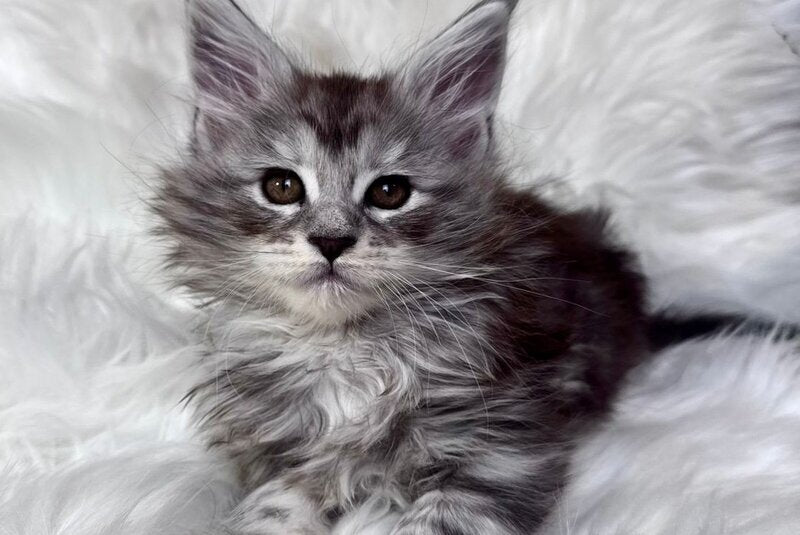 Conor Maine Coon male black silver tabby bicolour - live animals