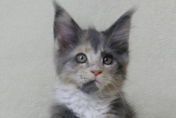 Elina Maine Coon female blue tortie bicolour live animals