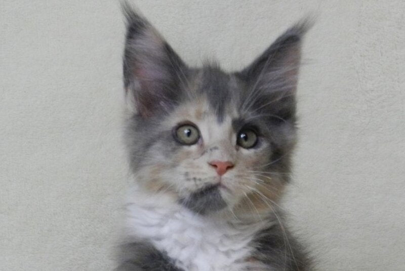 Elina Maine Coon female blue tortie bicolour live animals