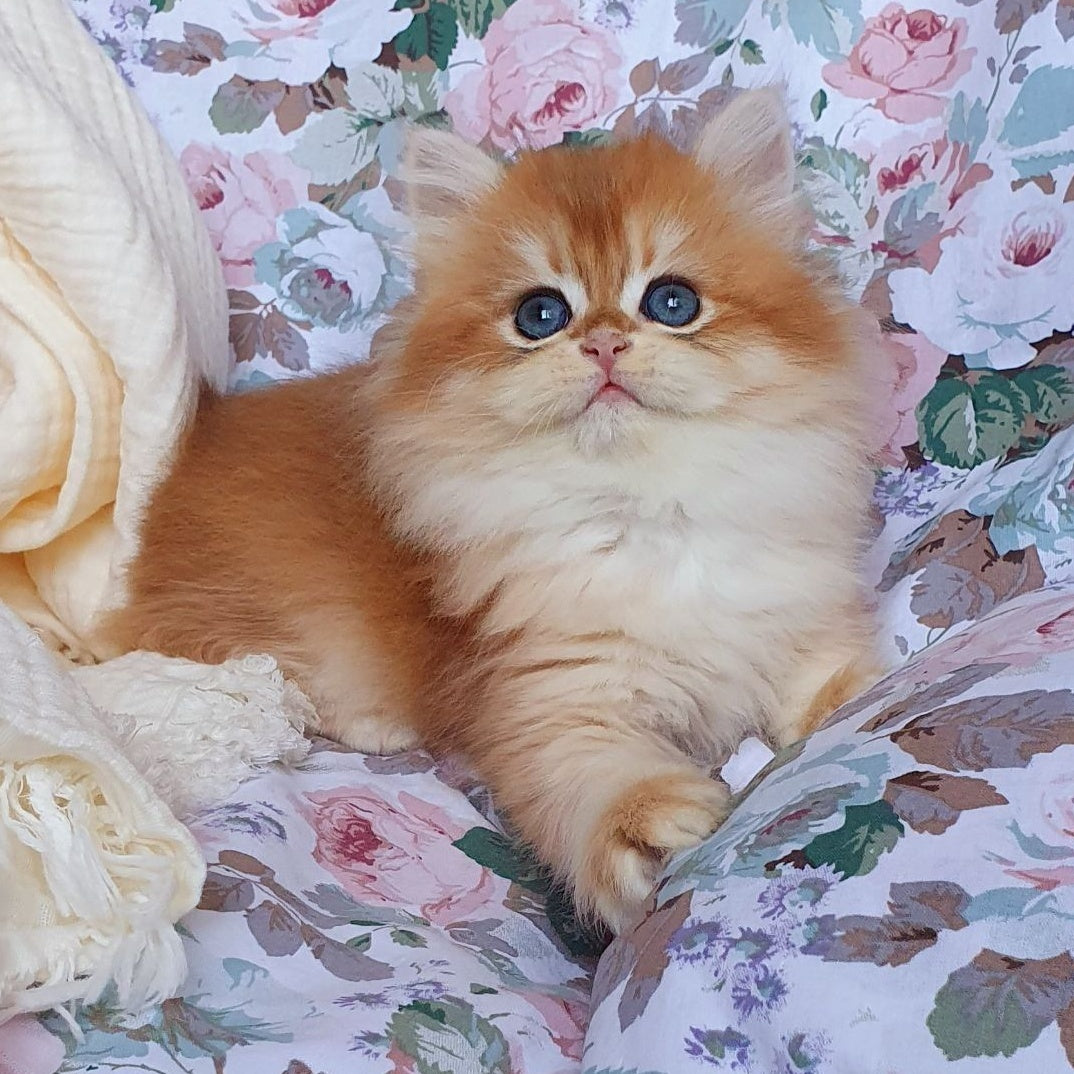 Anita British Longhair female, black golden chinchilla