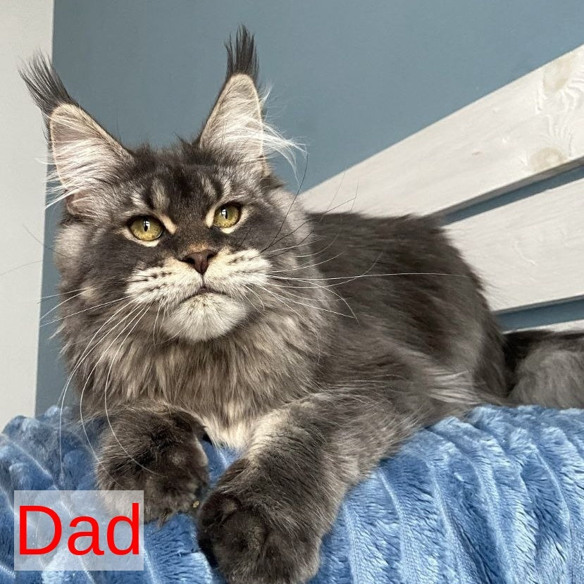 Bekka Maine Coon female, blue ticked tabby