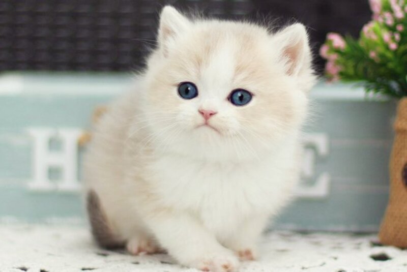 Archie British Shorthair male blue golden shaded bicolour - live animals
