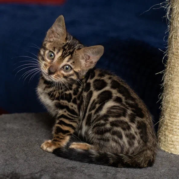 Waneta Bengal female, black spotted tabby