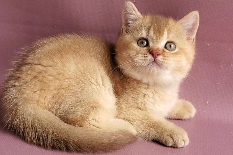 Ralph British Shorthair male cinnamon golden shaded - live animals