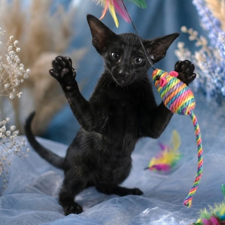 Lola Oriental Shorthair female, black