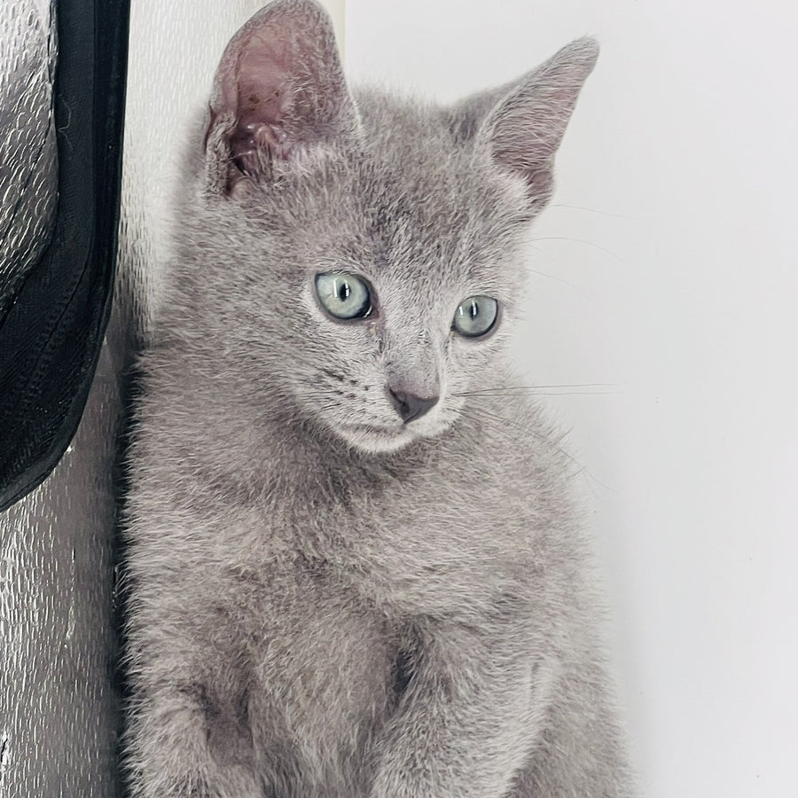 Aster Russian Blue male, blue
