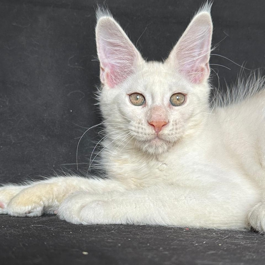 Jumbo Maine Coon polydactyl 6x6x6x6 male, red silver shaded