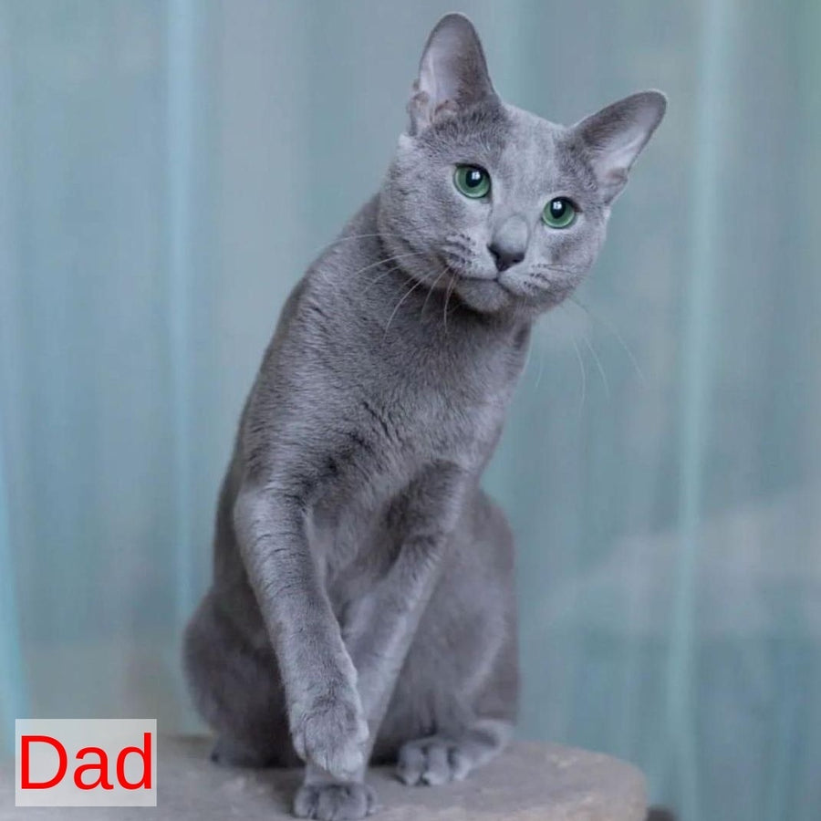 Frant Russian Blue male, blue