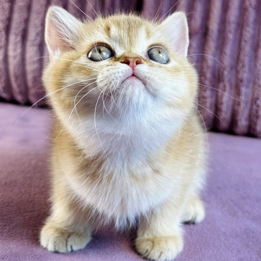 Golden Rose British Shorthair female, cinnamon golden shaded