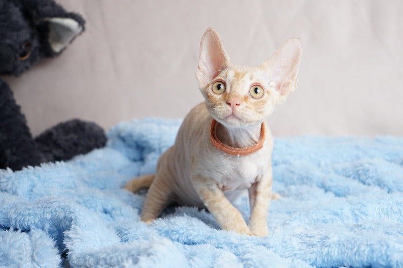 Leo Devon Rex male red - live animals