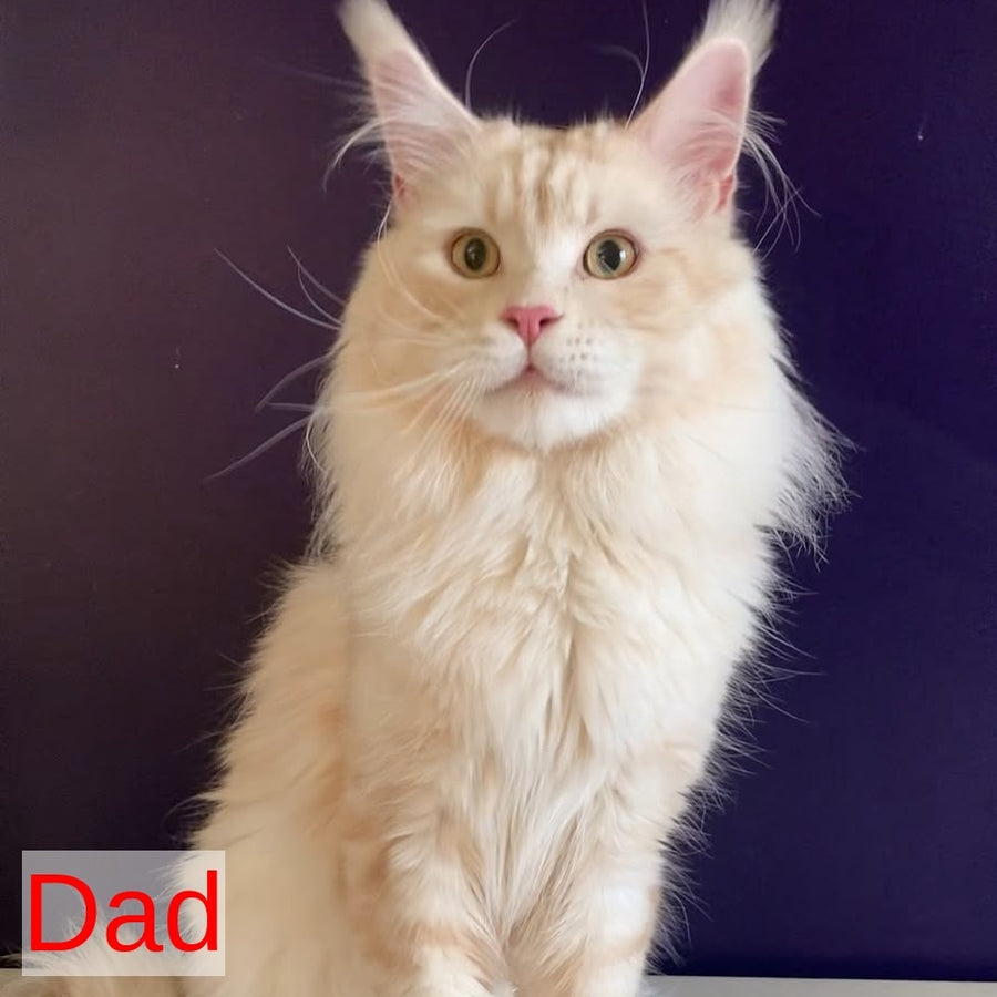 Manchester Maine Coon male, black silver tabby