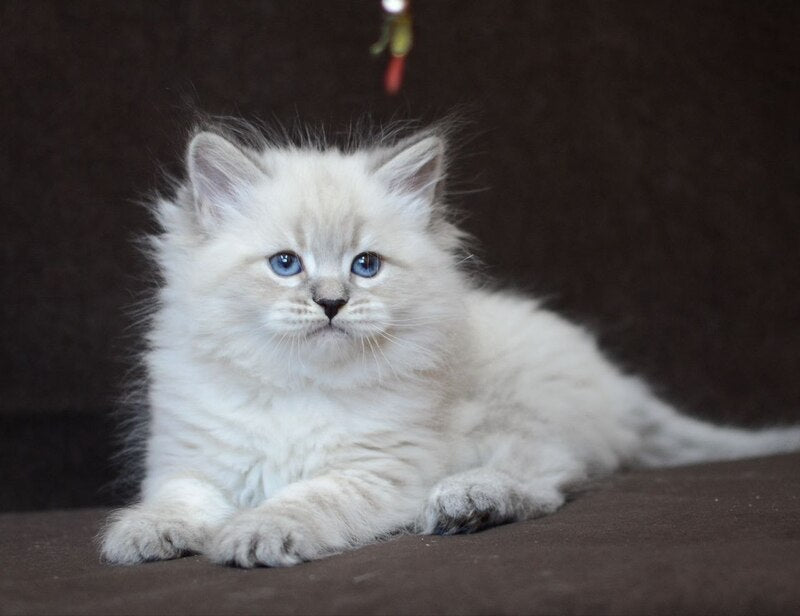 Eliksir Neva Masquerade male, blue tabby pointed