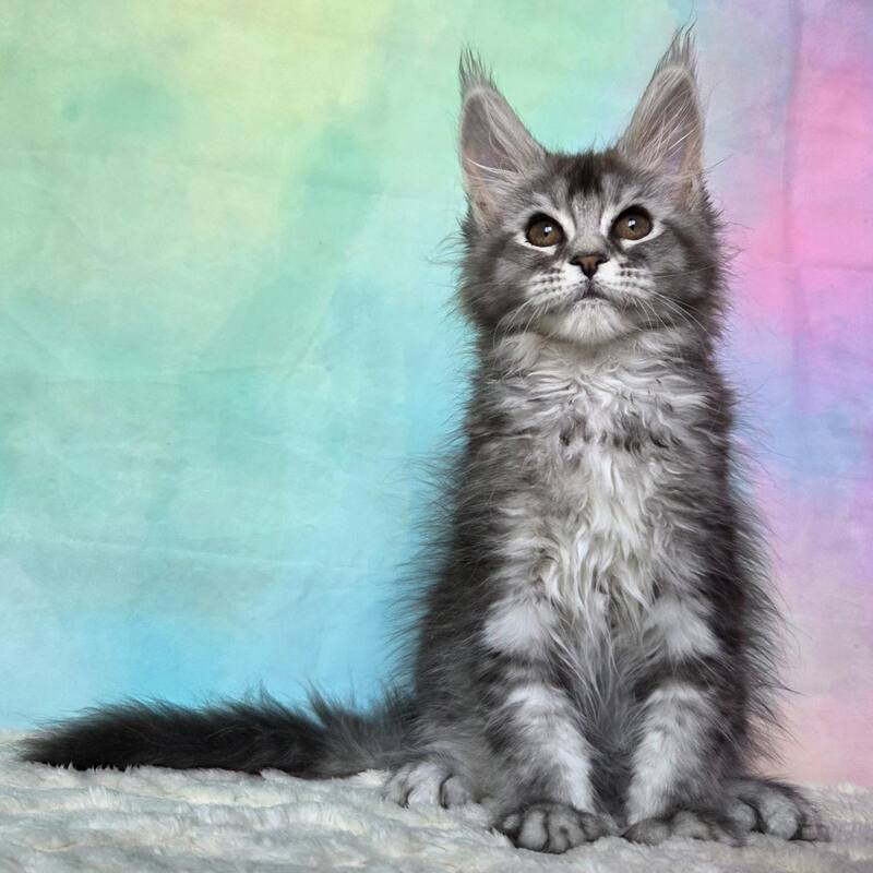 Persephona Maine Coon female, black silver ticked tabby