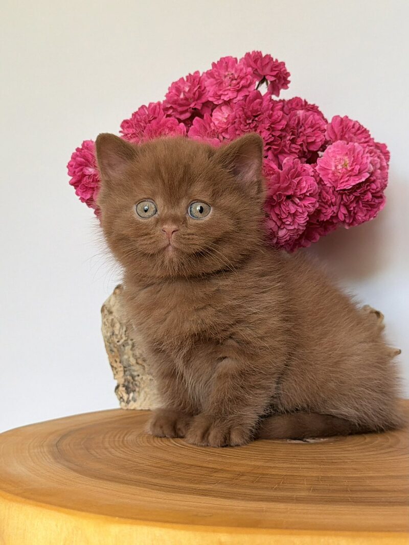 Fudge British Shorthair male, cinnamon