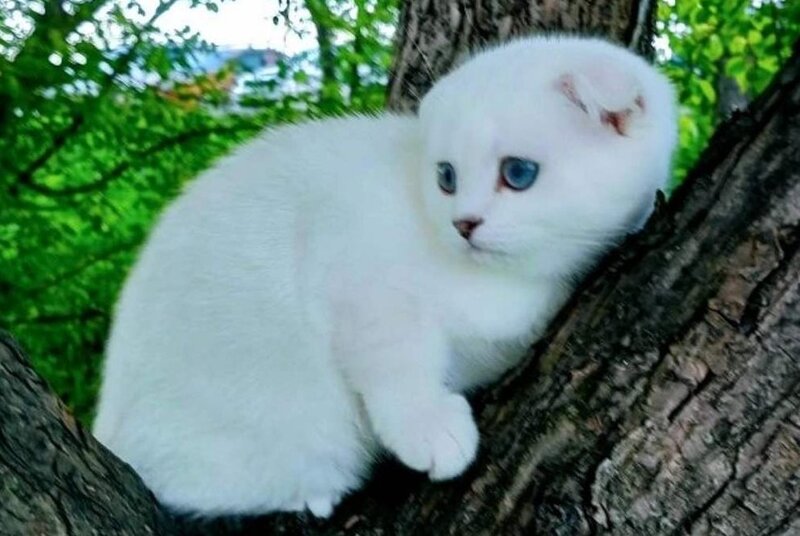 Poletta Scottish Fold female, black silver shaded pointed