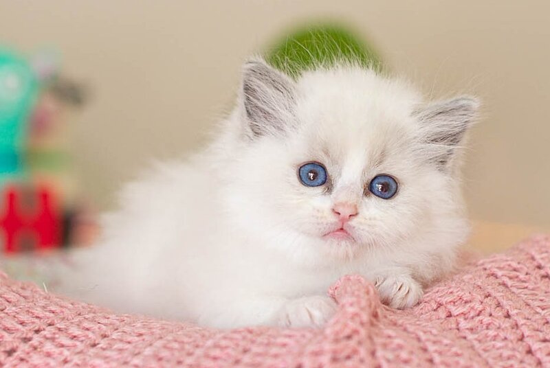 Vivian Ragdoll female, blue bicolour