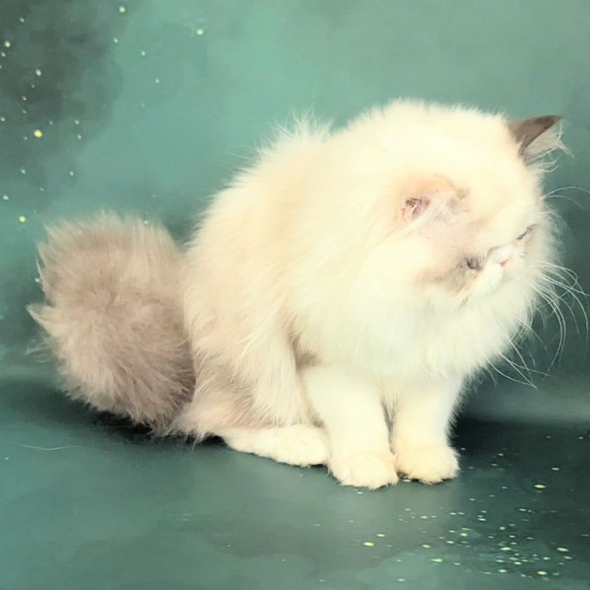 Nelli Persian female, blue tortie pointed bicolour