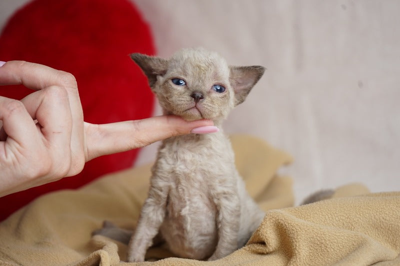 Nona Devon Rex female chocolate pointed - live animals