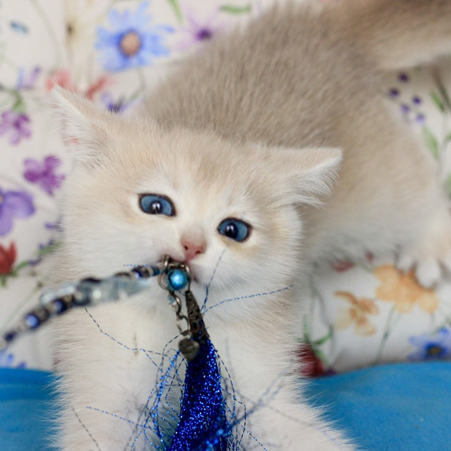Xena British Shorthair female, blue golden chinchilla
