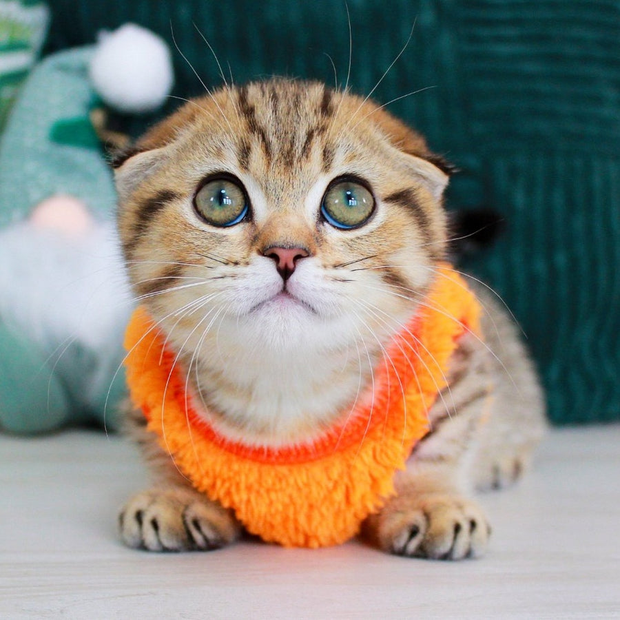 Marcus Munchkin male, chocolate golden spotted tabby
