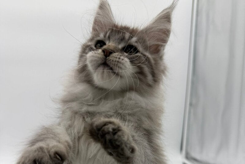 Ketana Maine Coon female black silver tabby - live animals