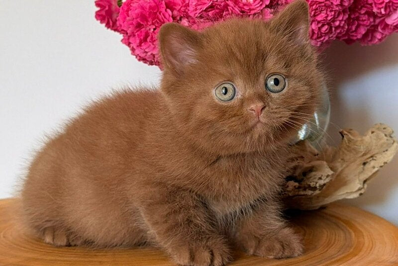 Fudge British Shorthair male, cinnamon