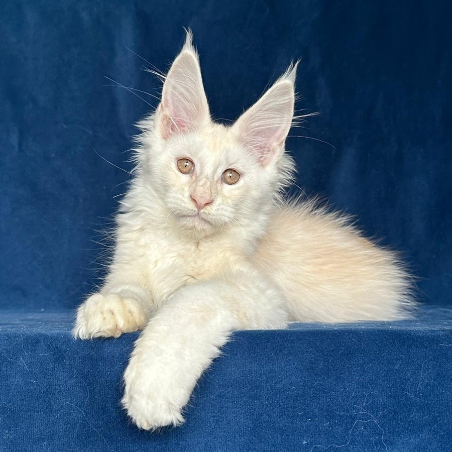 Large Sam Maine Coon male, red silver shaded