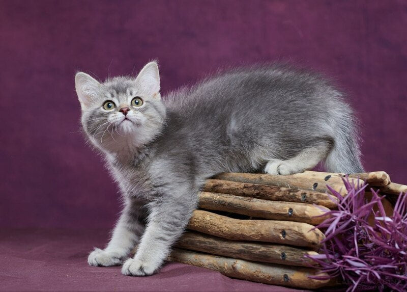 Eustace Scottish Straight male blue silver ticked tabby - live animals
