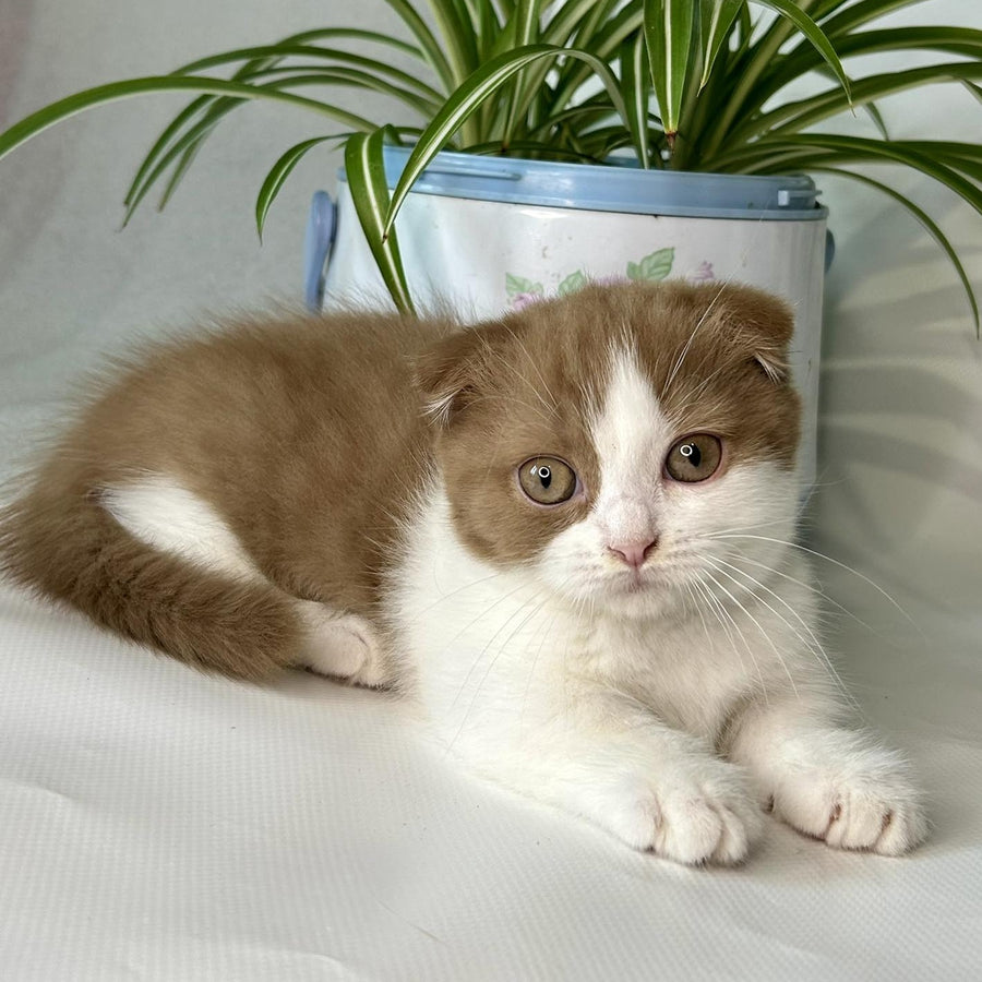 Leya Munchkin female, cinnamon bicolour