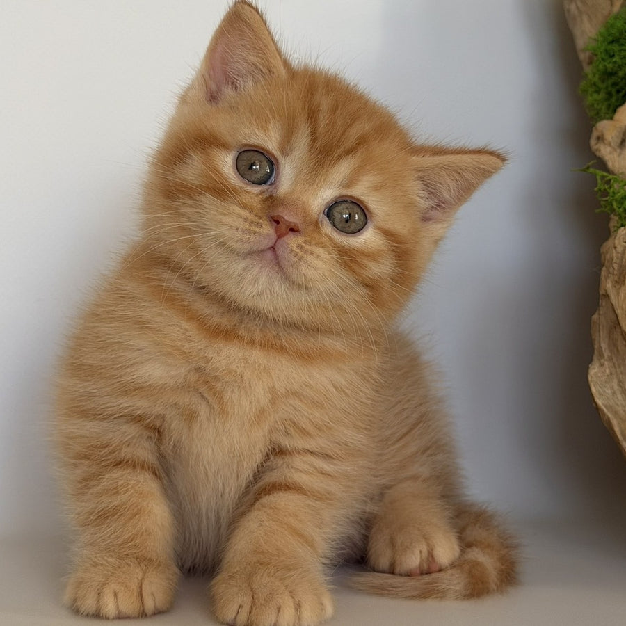 Gino British Shorthair male, red