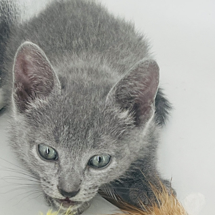 Aster Russian Blue male, blue