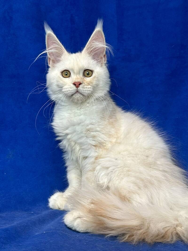Dobryanka Maine Coon female, red silver shaded