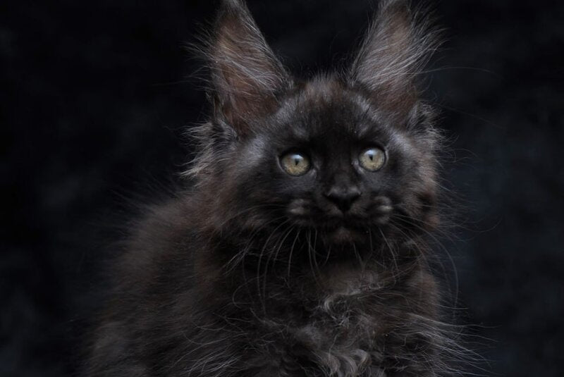 Platon Maine Coon male, black silver